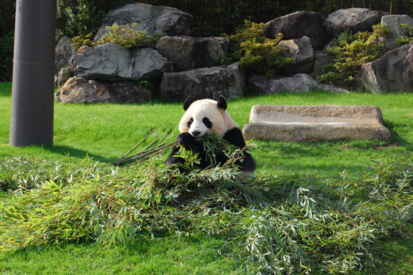 アドベンチャーワールドのチケットを安く買う方法とは？