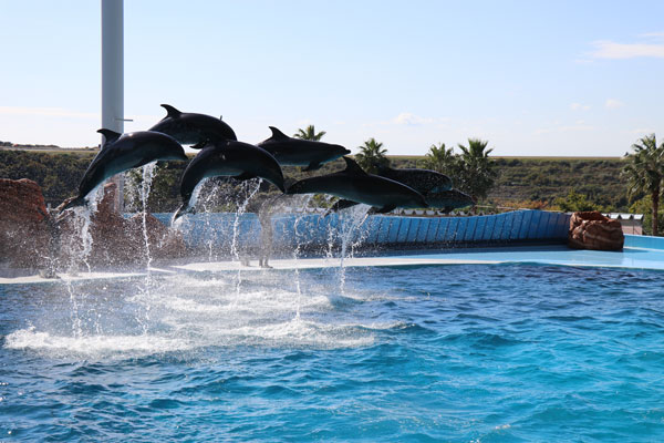 条件付きで安くなるチケット・サービス