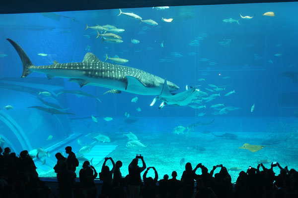 美ら海水族館の見どころ5選