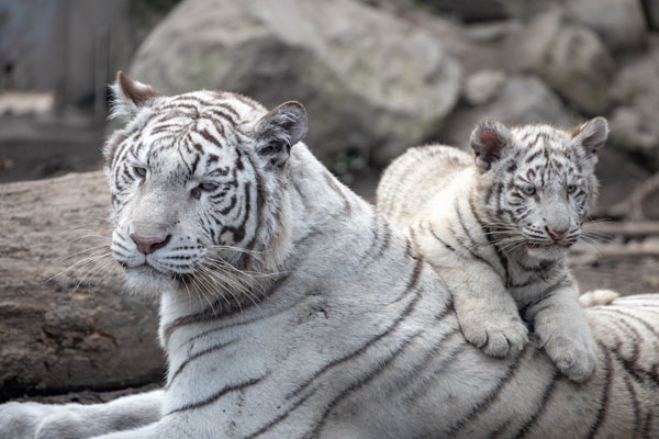 東武動物公園の割引情報を徹底解説！満喫できるチケットの組み合わせも紹介