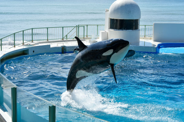 鴨川シーワールドのチケットを割引価格でお得に購入する方法まとめ