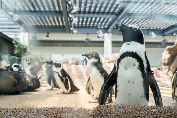 子どもに大人気の「ペンギン水槽」