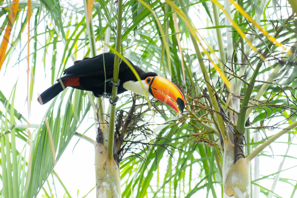 沖縄北部観光プラン「美ら海とくとく5パス」