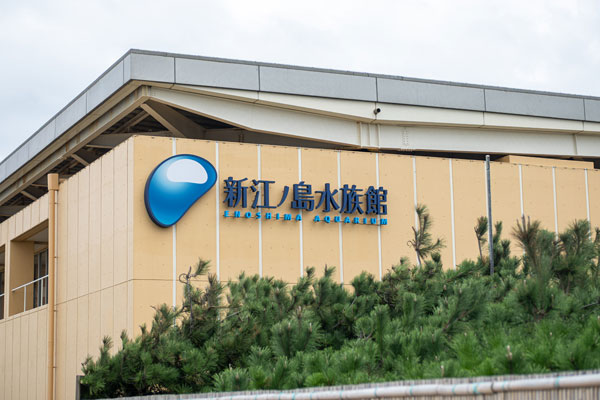 新江ノ島水族館の割引・クーポンを徹底比較！エデュテインメント型水族館の見どころも紹介