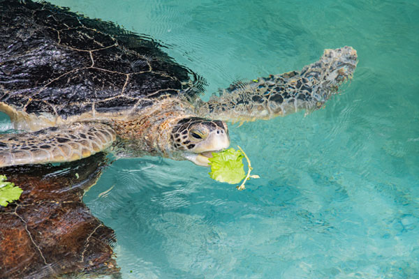 エデュテインメント型水族館ならでは見どころ