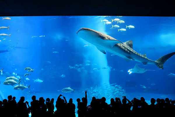 美ら海水族館の入館チケットを格安で手に入れる方法とは？館内の見どころについても解説