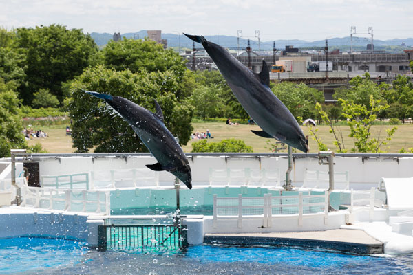 京都水族館のチケットを割引価格で手に入れる方法とは？施設のおすすめポイントも解説
