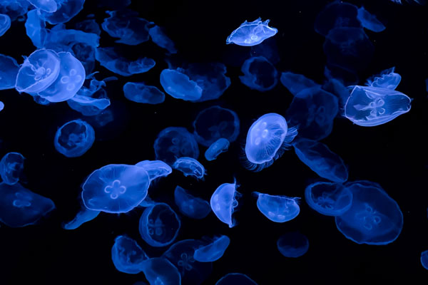 クラゲを楽しむ「ビッグシャーレ」