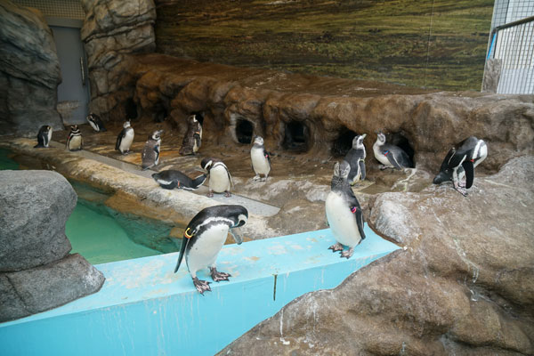 水族館のスタッフから生き物の解説を聞ける