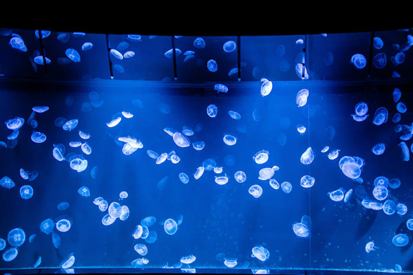 国内最大級のクラゲ水槽