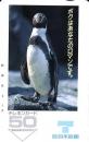 【鳥羽水族館 ペンギン】テレカ/テレホンカード50度　