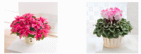 【伊藤忠食品ギフトカード】選べる花のギフトカード 5000円